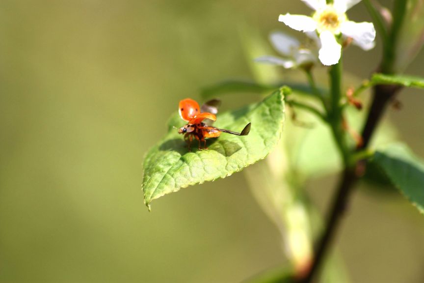 Coccinella che spicca il volo